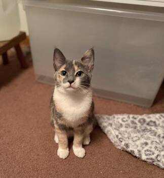 Dixie -  Dilute Calico and Domestic Short Hair Cat for Adoption in Harrisburg, Pennsylvania - Dixie | PetCurious
