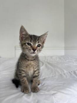 92225A Luca-PetSmart North Charleston -  Domestic Short Hair Cat for Adoption in North Charleston, South Carolina - 92225A Luca-PetSmart North Charleston | PetCurious