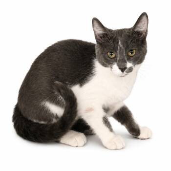 Linekar -  Domestic Short Hair Cat for Adoption in Kanab, Utah - Linekar | PetCurious