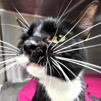 Wisteria -  Domestic Short Hair Cat for Adoption in Michigan City, Indiana - Wisteria | PetCurious