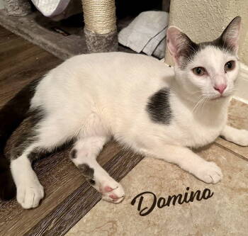 Rescue Turkish Van and Domestic Short Hair Cats for Adoption in Houston, Texas - Domino #bonded-to-Daisy | PetCurious
