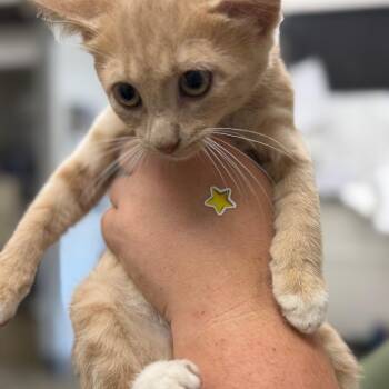 Bunkhouse -  Domestic Short Hair Cat for Adoption in Columbiana, Alabama - Bunkhouse | PetCurious