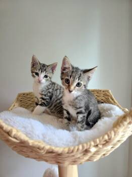 Crumpet, Madeline, Fritter -  Domestic Short Hair Cat for Adoption - Crumpet, Madeline, Fritter | PetCurious