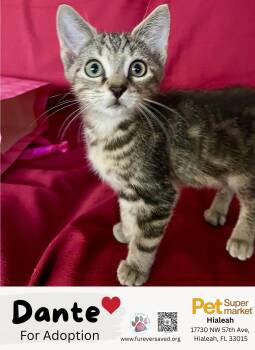 Domestic Short Hair Cats Available for Adoption - Dante | PetCurious