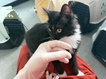 Tolomey -  Domestic Medium Hair Cat for Adoption in Raleigh, North Carolina - Tolomey | PetCurious