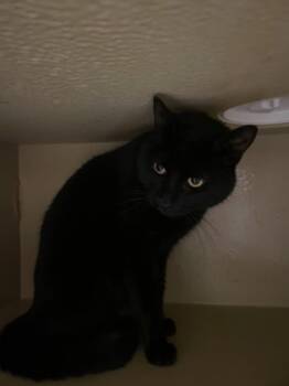 Rescue Domestic Short Hair Cats for Adoption in West Chester, Pennsylvania - Princess Luna | PetCurious