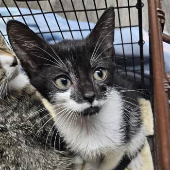 Hillbilly Willy -  Domestic Short Hair Cat for Adoption in Ridgely, Maryland - Hillbilly Willy | PetCurious