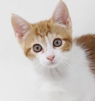 Sunflower will make your life brighter - RARE Orange FEMALE cute -  Torbie and Bengal Cat for Adoption in Bedford Hills, New York - Sunflower Will Make Your Life Brighter - RARE Orange FEMALE Cute | PetCurious