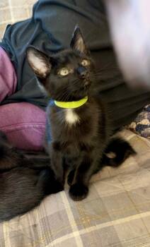 Otho -  Domestic Short Hair Cat for Adoption in Pasco, Washington - Otho | PetCurious