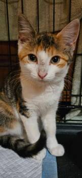 Rose Quartz -  Domestic Short Hair Cat for Adoption in Lancaster, Pennsylvania - Rose Quartz | PetCurious