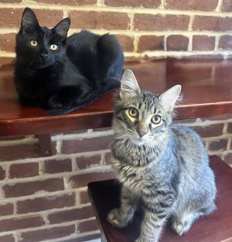 Darrius & Ella (bonded pair) -  Domestic Medium Hair Cat for Adoption in Alexandria, Virginia - Darrius & Ella (bonded Pair) | PetCurious