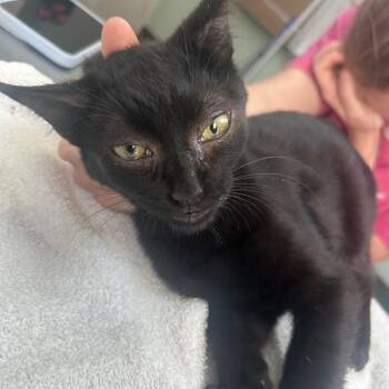 Mordecai -  Domestic Short Hair Cat for Adoption in Cleveland, Mississippi - Mordecai | PetCurious