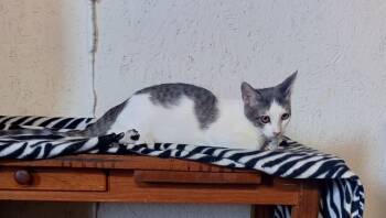 Rescue Domestic Short Hair Cats for Adoption in Centerton, Arkansas - Finch | PetCurious
