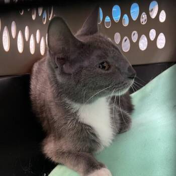Pickles -  Domestic Short Hair Cat for Adoption in Port Charlotte, Florida - Pickles | PetCurious