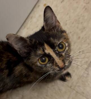 Helena -  Domestic Short Hair Cat for Adoption in Washington Grove, Maryland - Helena | PetCurious