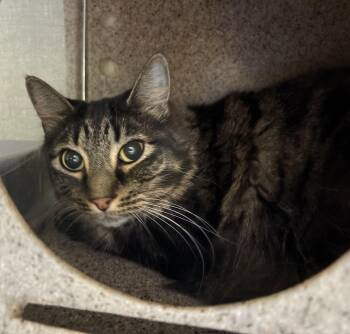 Hi Dranja -  Domestic Short Hair Cat for Adoption in Billings, Montana - Hi Dranja | PetCurious