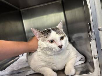 AURORA -  Domestic Short Hair Cat for Adoption in Grand Prairie, Texas - AURORA | PetCurious