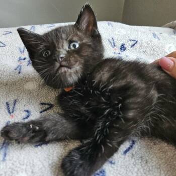 Domestic Short Hair Cats Available for Adoption in Fairway, Kansas - Langdon | PetCurious