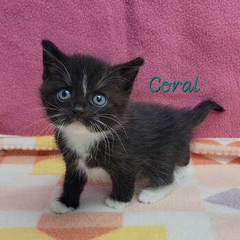 Penelope -  Domestic Short Hair Cat for Adoption in Parkersburg, West Virginia - Penelope | PetCurious