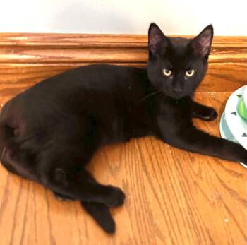 ACHILLES -  Domestic Short Hair Cat for Adoption in Delhi, Ontario - ACHILLES | PetCurious