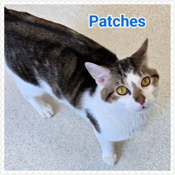 Domestic Short Hair Cats Available for Adoption in North Saint Paul, Minnesota - Patches | PetCurious