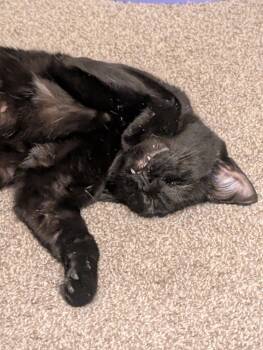 Gretel -  Domestic Short Hair Cat for Adoption in Grand Rapids, Michigan - Gretel | PetCurious