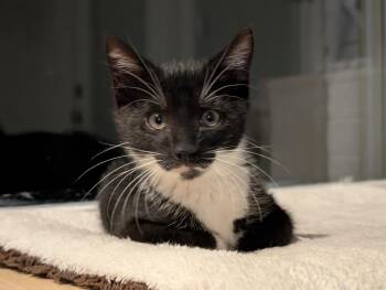 Pebbles -  Domestic Short Hair Cat for Adoption in Fort Mill, South Carolina - Pebbles | PetCurious