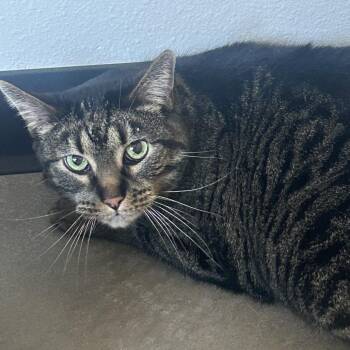 American Shorthair Cats Available for Adoption in Cody, Wyoming - Scamp | PetCurious