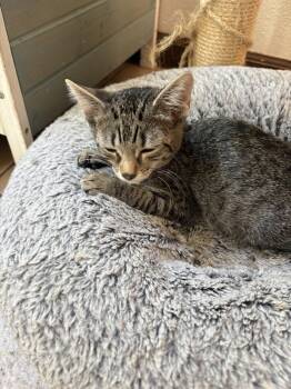 Kung Pao -  Domestic Short Hair Cat for Adoption in Aurora, Colorado - Kung Pao | PetCurious