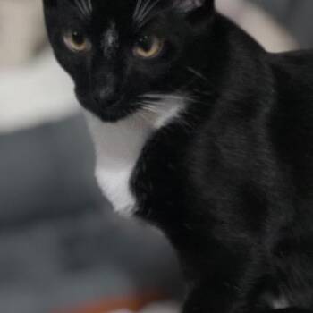 Kol -  Domestic Short Hair Cat for Adoption in NEW PT RICHEY, Florida - Kol | PetCurious