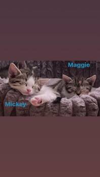 Maggie (The Country Crew) -  Domestic Short Hair Cat for Adoption in Telford, Pennsylvania - Maggie (The Country Crew) | PetCurious