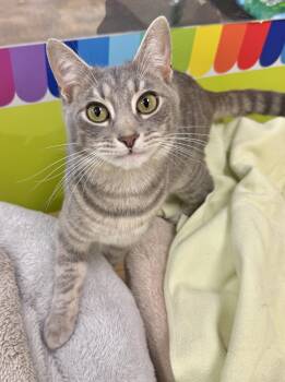 Parker (sweetest lil country boy) -  Domestic Short Hair Cat for Adoption in Houston, Texas - Parker (sweetest Lil Country Boy) | PetCurious
