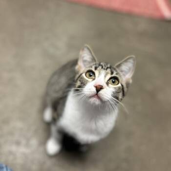 Purrulent -  Domestic Short Hair Cat for Adoption in Davenport, Iowa - Purrulent | PetCurious