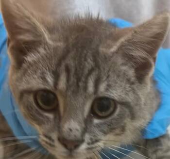 CHAN -  Domestic Short Hair Cat for Adoption in Elizabethton, Tennessee - CHAN | PetCurious