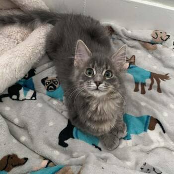 Domestic Medium Hair Cats Available for Adoption - Phoenix | PetCurious