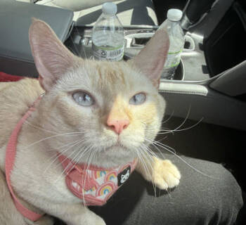 Rescue Domestic Short Hair Cats for Adoption in Atlanta, Georgia - Cadence | PetCurious