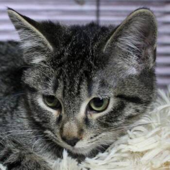 Noodle -  Tabby Cat for Adoption in Billings, Montana - Noodle | PetCurious