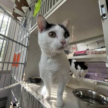 Salt -  Domestic Short Hair Cat for Adoption in Salisbury, Massachusetts - Salt | PetCurious