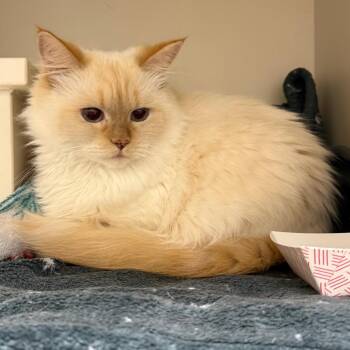 Celeste -  Domestic Medium Hair Cat for Adoption in Fairport, New York - Celeste | PetCurious