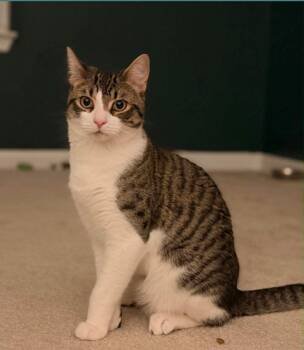 Tabby and Domestic Short Hair Cats Available for Adoption - Kashy | PetCurious