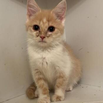 Domestic Short Hair Cats Available for Adoption in La Grange, Kentucky - Rhett | PetCurious