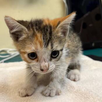 Pistachio -  Domestic Short Hair Cat for Adoption in Pasadena, California - Pistachio | PetCurious