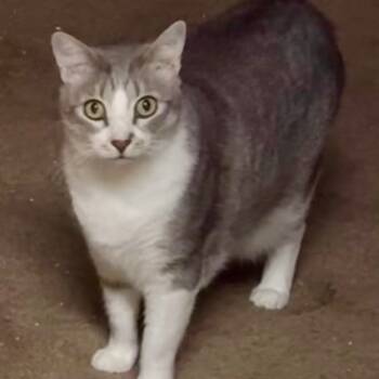 Rescue Domestic Short Hair Cats for Adoption in Houston, Texas - Dusty | PetCurious