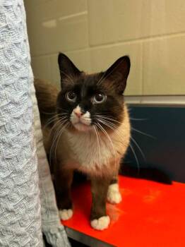 Lake -  Siamese Cat Available for Adoption in Grand Forks, North Dakota - Lake | PetCurious
