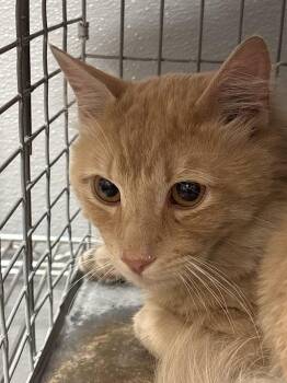 Domestic Medium Hair Cats Available for Adoption in Las Vegas, Nevada - CHESTER | PetCurious
