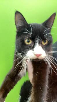 Domestic Short Hair Cats Available for Adoption - Panda | PetCurious