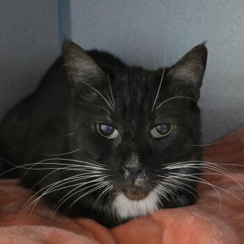 Marshall -  Domestic Short Hair Cat for Adoption in Goleta, California - Marshall | PetCurious