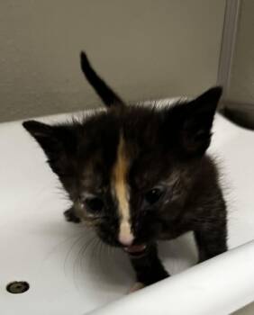 Domestic Short Hair Cats Available for Adoption in Tracy, California - MAGGIE | PetCurious