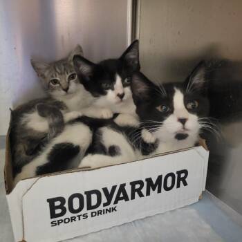 How to Train Your Dragon 1 -  Domestic Short Hair Cat for Adoption in Westminster, California - How To Train Your Dragon 1 | PetCurious