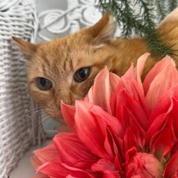 Wanda Sudz 56024 -  Domestic Short Hair Cat for Adoption in Eaton Rapids, Michigan - Wanda Sudz 56024 | PetCurious